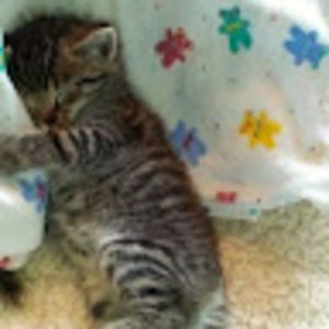 Meet your Posher, Shelby